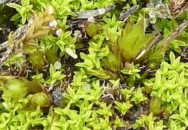 Attēlu rezultāti vaicājumam “Barbula convoluta”