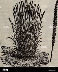 Attēlu rezultāti vaicājumam “Cynosurus cristatus fruit”