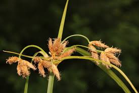 Attēlu rezultāti vaicājumam “Bolboschoenus maritimus flower”