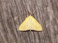 Attēlu rezultāti vaicājumam “Mecyna flavalis”