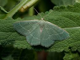 Attēlu rezultāti vaicājumam “Chlorissa viridata”