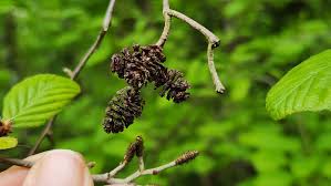 Image result for Alder Cc