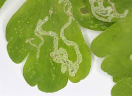 Attēlu rezultāti vaicājumam “Phytomyza minuscula”