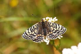 Attēlu rezultāti vaicājumam “Melitaea didyma”