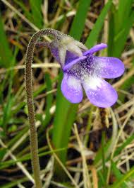Attēlu rezultāti vaicājumam “Pinguicula vulgaris leaf”