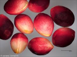 Attēlu rezultāti vaicājumam “Euonymus verrucosus fruit”