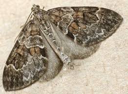 Attēlu rezultāti vaicājumam “Thera variata”