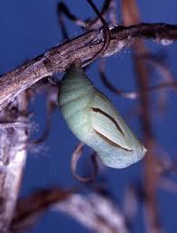 Attēlu rezultāti vaicājumam “Coenonympha tullia underside”