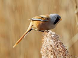 Attēlu rezultāti vaicājumam “Panurus biarmicus male”