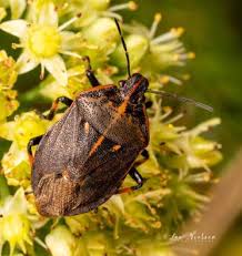 Attēlu rezultāti vaicājumam “Jalla dumosa imago”