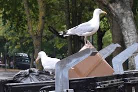 Image result for Byker Village Bowls Club