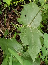 Attēlu rezultāti vaicājumam “Silene viscaria leaf”