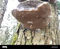 Attēlu rezultāti vaicājumam “Phellinus alni”
