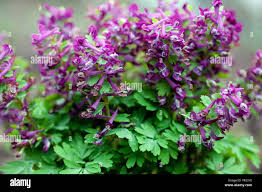 Attēlu rezultāti vaicājumam “Corydalis solida”