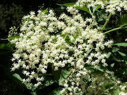 Attēlu rezultāti vaicājumam “Sambucus nigra flower”
