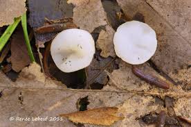 Attēlu rezultāti vaicājumam “Ombrophila violacea”
