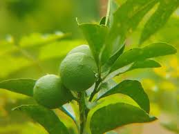 Attēlu rezultāti vaicājumam “Juglans x sinensis leaf”