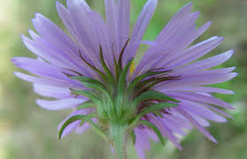 Image result for Aster novae-angliae