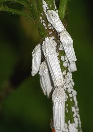 Attēlu rezultāti vaicājumam “Orthezia urticae”