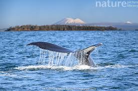 Image result for Megaptera novaeangliae