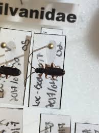 Attēlu rezultāti vaicājumam “Dendrophagus crenatus”