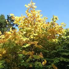 Attēlu rezultāti vaicājumam “Cladrastis kentukea”