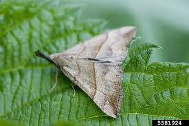 Attēlu rezultāti vaicājumam “Hypena proboscidalis”