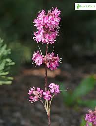 Attēlu rezultāti vaicājumam “Silene viscaria fruit”