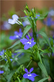 Image result for Männertreu