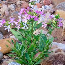 Attēlu rezultāti vaicājumam “Saponaria officinalis flower”