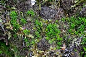 Attēlu rezultāti vaicājumam “Pogonatum nanum macro”