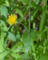Attēlu rezultāti vaicājumam “Sonchus asper flower”