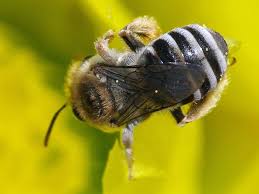 Attēlu rezultāti vaicājumam “Bilimbia tetramera”