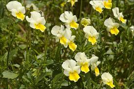 Attēlu rezultāti vaicājumam “Viola tricolor”