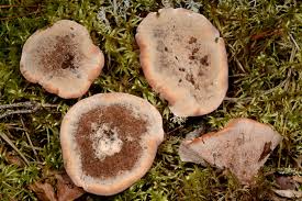 Attēlu rezultāti vaicājumam “Hydnellum ferrugineum”