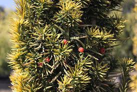 Attēlu rezultāti vaicājumam “Taxus baccata”