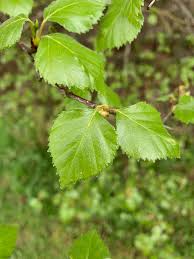 Attēlu rezultāti vaicājumam “Betula pubescens leaf”