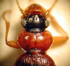 Attēlu rezultāti vaicājumam “Leistus terminatus”