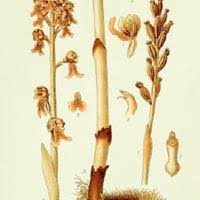 Attēlu rezultāti vaicājumam “Neottia nidus-avis bud”