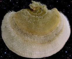 Attēlu rezultāti vaicājumam “Trametes hirsuta”