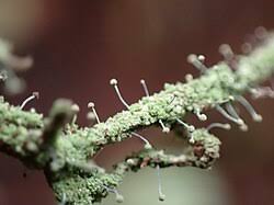 Attēlu rezultāti vaicājumam “Sclerophora farinacea”