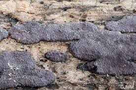 Attēlu rezultāti vaicājumam “Hypoxylon vogesiacum”