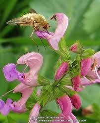 Image result for Salvia pratensis `Rose Rhapsody