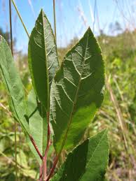 Attēlu rezultāti vaicājumam “Saussurea esthonica leaf”