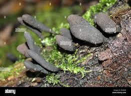 Attēlu rezultāti vaicājumam “Xylaria longipes”