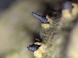 Attēlu rezultāti vaicājumam “Cribraria ferruginea spores”