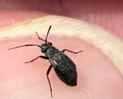 Attēlu rezultāti vaicājumam “Capsus ater imago”