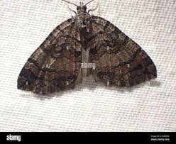 Attēlu rezultāti vaicājumam “Hydriomena furcata”