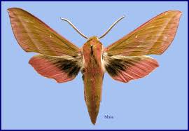 Attēlu rezultāti vaicājumam “Deilephila elpenor imago”