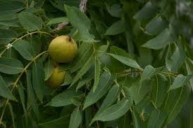 Attēlu rezultāti vaicājumam “Juglans x sinensis fruit”